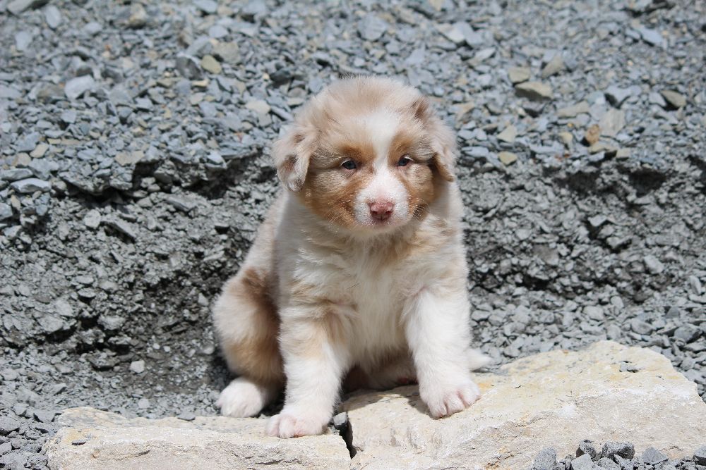 Hallo, ich bin Miley Der Shepherd