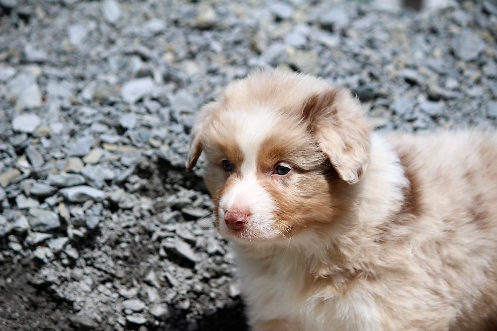 Mein Lustige Hunde Fotos Witzige Hundebilder Lachende Tiere